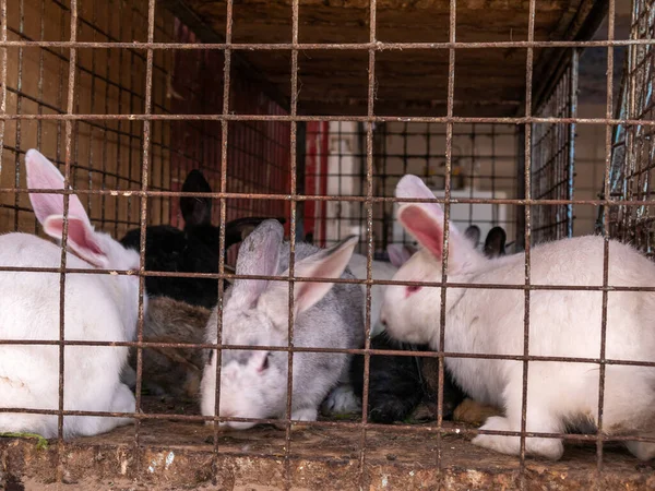 Pazarda satılık bir kafeste bir sürü büyük ve küçük tavşan var..