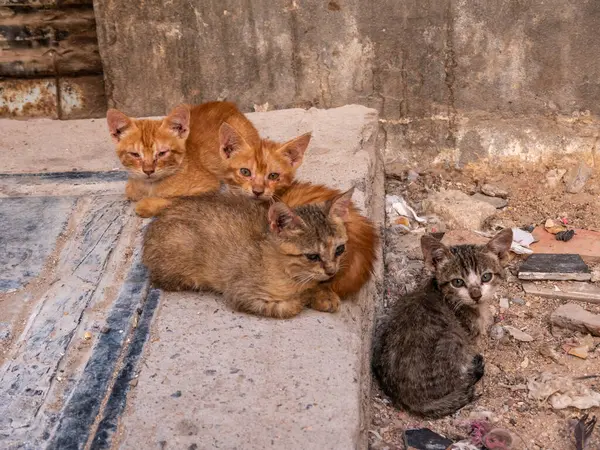 Evsiz kedi sürüsü evin yakınındaki bir caddede..