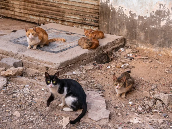 Zbloudilé městské kočky. Život koček bez domova ve městě. — Stock fotografie