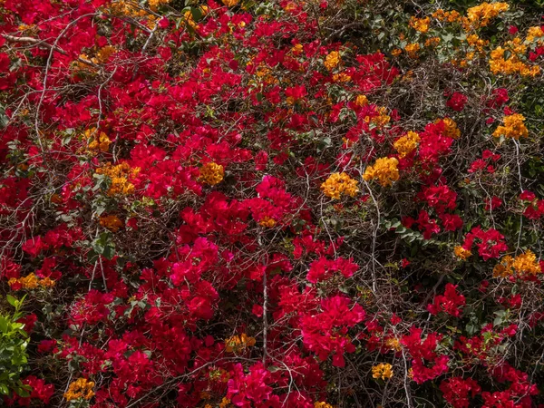 Spring landscape blooming green bush with red flowers. — Stock Photo, Image