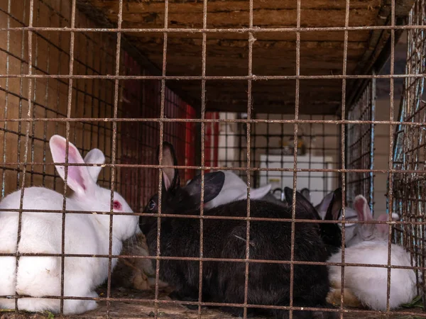 Muitos coelhos grandes e pequenos em uma gaiola no bazar para venda. — Fotografia de Stock