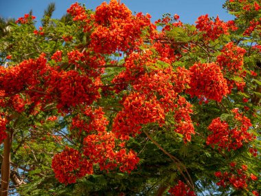 Bahar manzarası kırmızı çiçeklerle yeşil çalı açıyor..