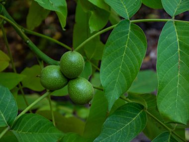 Ağaçta yetişen yeşil cevizler, yakın plan, hasat edilmeyi bekliyor. Ağaçtaki genç cevizler. Ceviz ağacı. Arkaplanda yeşil yapraklar.