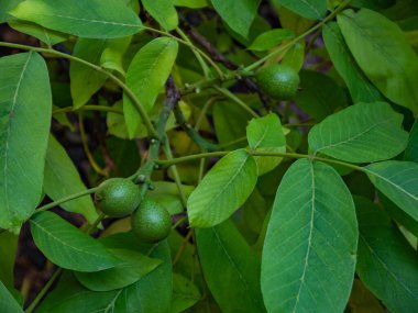 Ağaçta yetişen yeşil cevizler, yakın plan, hasat edilmeyi bekliyor. Ağaçtaki genç cevizler. Ceviz ağacı. Arkaplanda yeşil yapraklar.