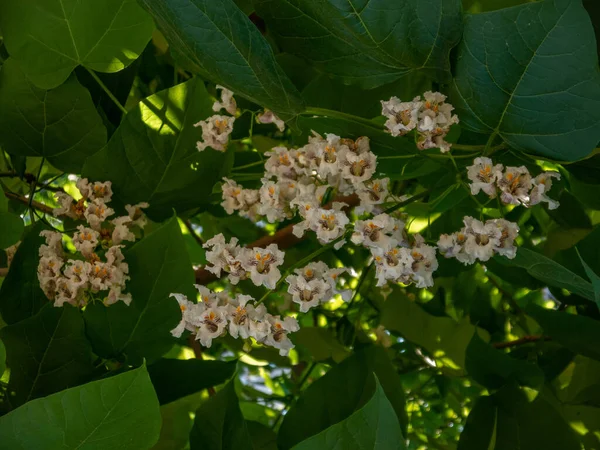 Hermosas Ramas Con Flores Blancas Hojas Verdes Jardín Día Soleado — Foto de Stock