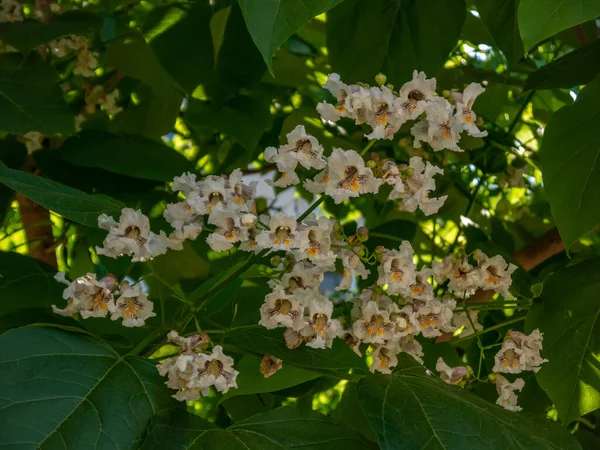 Hermosas Ramas Con Flores Blancas Hojas Verdes Jardín Día Soleado —  Fotos de Stock