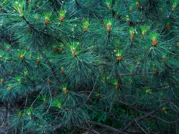 Conos Jóvenes Una Rama Árbol Navidad Cerca Copiar Espacio — Foto de Stock