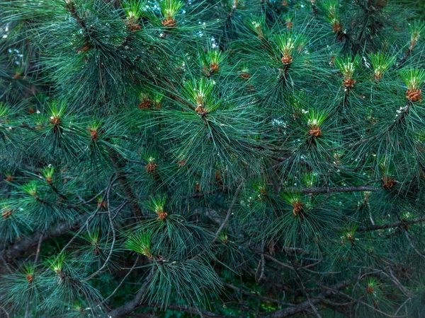 Beautiful Young Spruce Branches Needles Close Background Copy Space — Stock Photo, Image