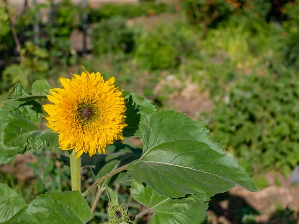 Güneşli bir günde tarlada yetişen güzel, genç bir ayçiçeği. Tarım ve tarım. Tarım ürünleri. Helianthus. Doğal arka plan. Sarı çiçek. Seçici odaklanma. Boşluğu kopyala.