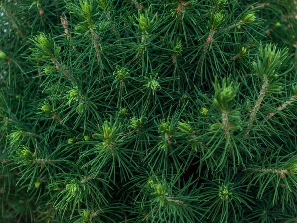 Beautiful Young Spruce Branches Needles Close Background Copy Space — Stock Photo, Image