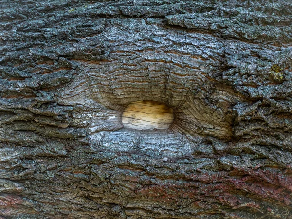 Horizontal Texture Bark Old Large Tree Background Copy Space — Stock Photo, Image