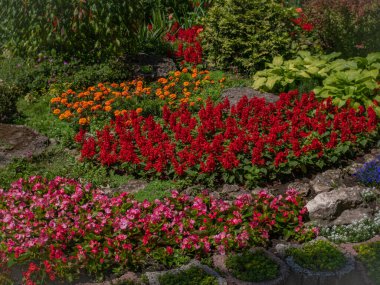 Central City Bahçesi 'ne ekilen çeşitli dekoratif çiçeklerle süslü çiçek tarhı. Parkın yaz manzarası. Güneşle aydınlatılan manzara halısı..