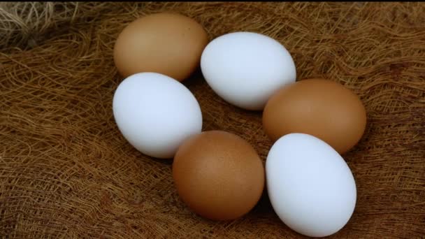 Дівчата Збирають Курячі Яйця Гнізда Фермерські Продукти — стокове відео