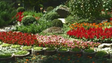 Güneşli bir günde, bir şehir bahçesinde çiçek tarhında güzel çiçekler. Şehir çiçekleri.