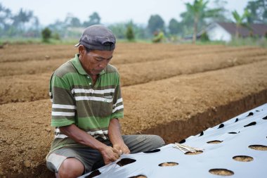 Bir çiftçi biber ekmesi için plastik örtü hazırlıyor.