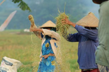 Indonesian farmers working in the fields