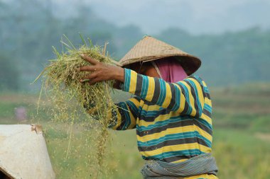 Indonesian farmers working in the fields