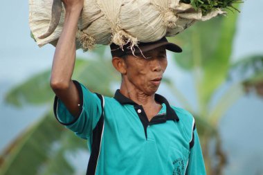 Indonesian farmers working in the fields