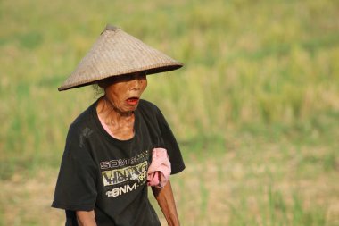 Indonesian farmers working in the fields