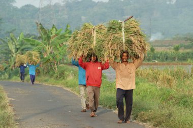 Indonesian farmer lifting grass over head