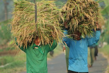 Indonesian farmer lifting grass over head