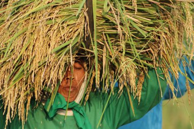 Indonesian farmer lifting grass over head