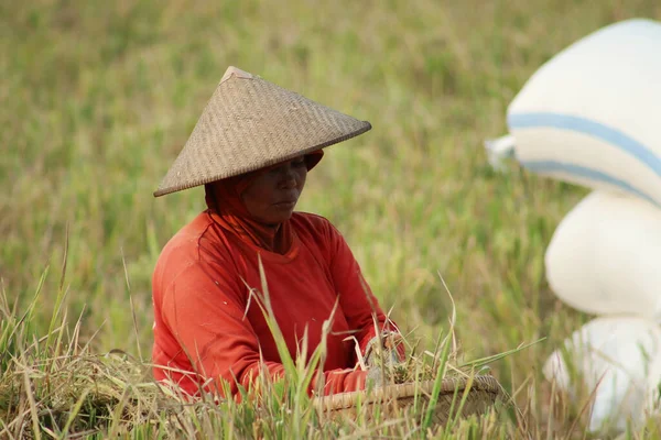 Indonesian farmers working in the fields