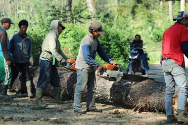 People working together to cut down trees on the road