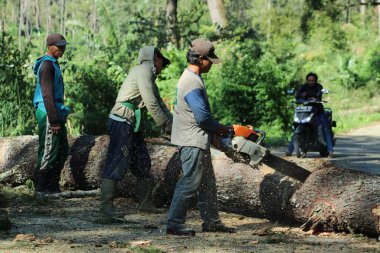 People working together to cut down trees on the road