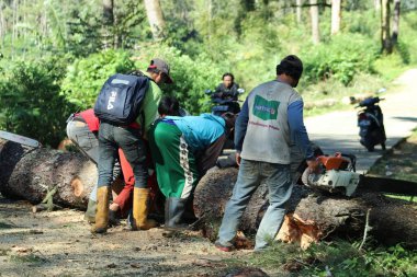 People working together to cut down trees on the road