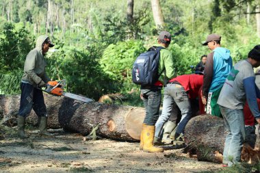 People working together to cut down trees on the road