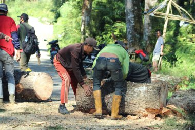 People working together to cut down trees on the road