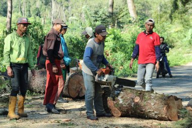 People working together to cut down trees on the road
