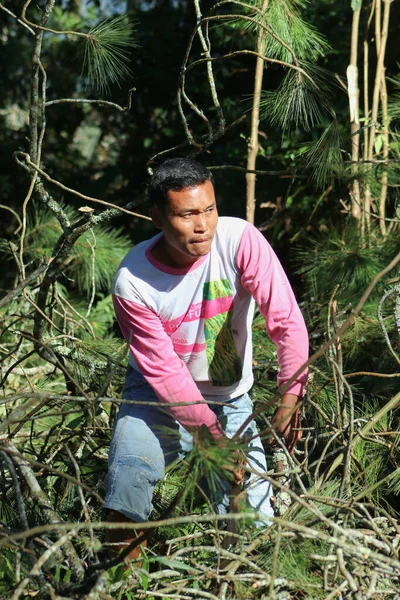 People working together to cut down trees on the road