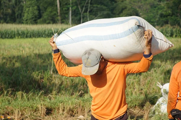 A rice farmer carrying sacks