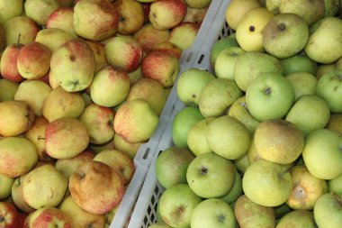 Pile of apples in the basket