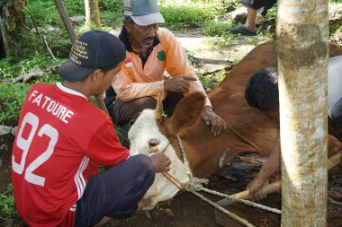 The process of slaughtering sacrificial beef to celebrate Eid al-Adha