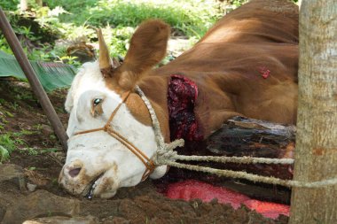 The process of slaughtering sacrificial beef to celebrate Eid al-Adha