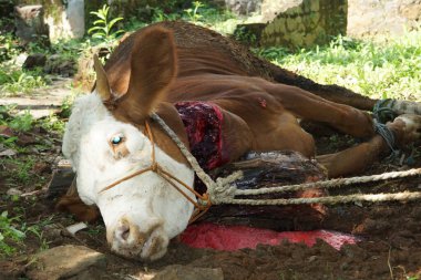 The process of slaughtering sacrificial beef to celebrate Eid al-Adha