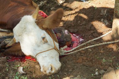 The process of slaughtering sacrificial beef to celebrate Eid al-Adha