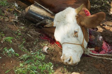 The process of slaughtering sacrificial beef to celebrate Eid al-Adha