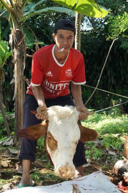 The head of the cow is cut from the body and then carried