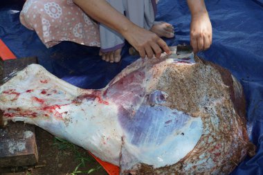 The process of slaughtering sacrificial beef to celebrate Eid al-Adha