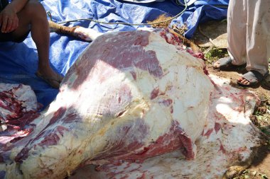 The process of slaughtering sacrificial beef to celebrate Eid al-Adha