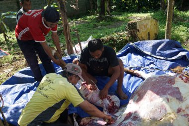 The process of slaughtering sacrificial beef to celebrate Eid al-Adha