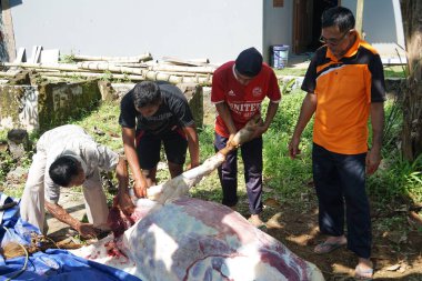 The process of slaughtering sacrificial beef to celebrate Eid al-Adha