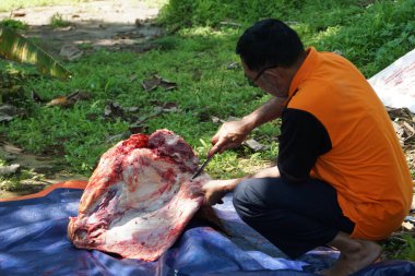 The process of slaughtering sacrificial beef to celebrate Eid al-Adha