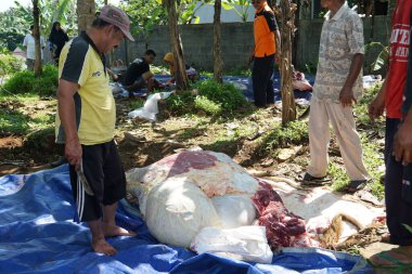 The process of slaughtering sacrificial beef to celebrate Eid al-Adha