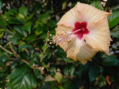 Hibiscus, Godhal bitkisi, Hibiscus çiçeği, Park bitkisi, Hibiscus kırmızı çiçekleri, Hibiscus altın çiçekleri, Park bitkisi, Hindistan 