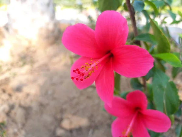 ハイビスカス ゴダール植物 ハイビスカスの花 公園の植物 ハイビスカスの赤い花 ハイビスカスの黄金の花 公園の植物 インド — ストック写真